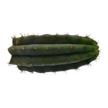 Peruvian Torch - Trichocereus Peruvianus