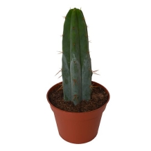 Bolivian Torch in pot klein - Trichocereus bridgesii