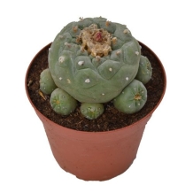 Peyote Decipiens  | Lophophora Decipiens