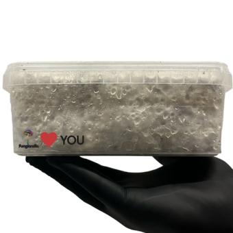 Bluey Vuitton - Hybride paddo kweekset