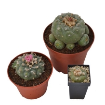 Peyote Decipiens  | Lophophora Decipiens