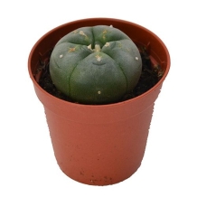 Peyote cactus 3 - 4 cm - Lophophora Williamsii