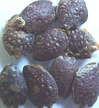 Passiebloem - Passiflora Edulis | 20 zaden