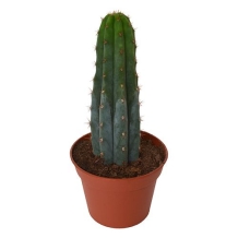 Peruvian Torch in pot Klein - Trichocereus peruvianus