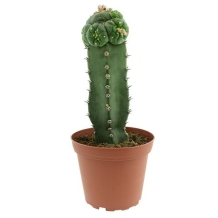 Peyote Williamsii geënt