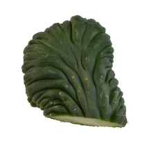 San Pedro cactus Cristaat | Trichocereus Pachanoi