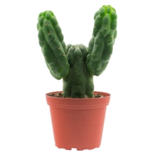 San pedro monstruosus in pot - Trichocereus pachanoi