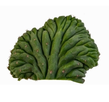 San Pedro cactus Cristaat | Trichocereus Pachanoi