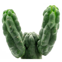 San pedro monstruosus in pot - Trichocereus pachanoi