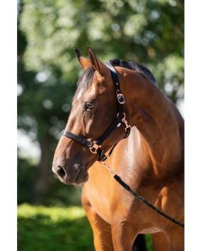Showtime Halster & Lijn Bali.    Luxe halster en lijn in satijn Lederlook voor uw paard of pony.