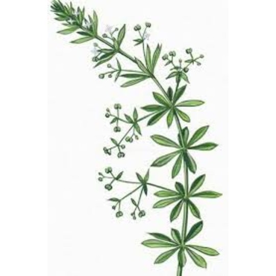 Jacob Hooy Cleavers. --- For sand eaters, against thick legs and wind galls, urinary tract infections, coat improver