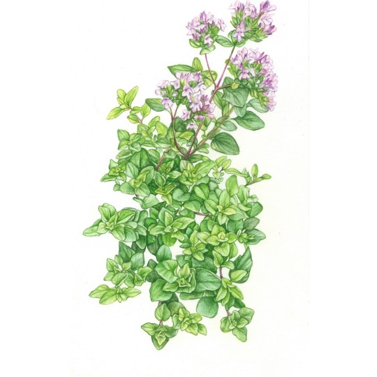 Jacob Hooy Marjoram / Oregano. --- For digestive problems such as diarrhea, for coughs and against parasites such as worms