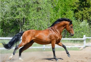 Carr & Day & Martin Gallop Bay Shampoo 100ml. --- Shampoo speciaal voor roodbruine paarden