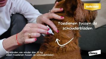 Bolfo Gold Hond. -- Anti-vlooienmiddel in spot-on, voor kleine & grote honden, in 2 & 4 pipetten.