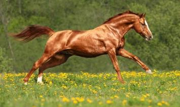 Carr & Day & Martin Gallop Chestnut Shampoo 100ml. --- Shampoo speciaal voor voskleurige paarden.