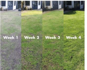 Pokon Gazon Revolutie 4 kilo.    Alles in 1 voor een super gazon.