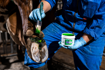 Intra Hoof-Fit gel 330 ml. -- Uiterst effectief bij klauwbehandeling van rundvee en schapen.
