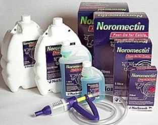 Noromectin Pour-On. --- To be used in the treatment of exclusively non-lactating cattle against gastrointestinal and lung worms and lice and bovine hornets.