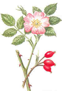 Rozenbottel GEMALEN. Hoog in Vitamine C. voor de hoeven en afvoer van afvalstoffen.