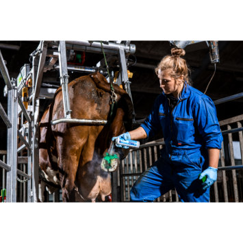 MicraDerm Topro 250 ml. -- For the treatment of the claw disease dermatitis digitalis (Mortellaro's disease).